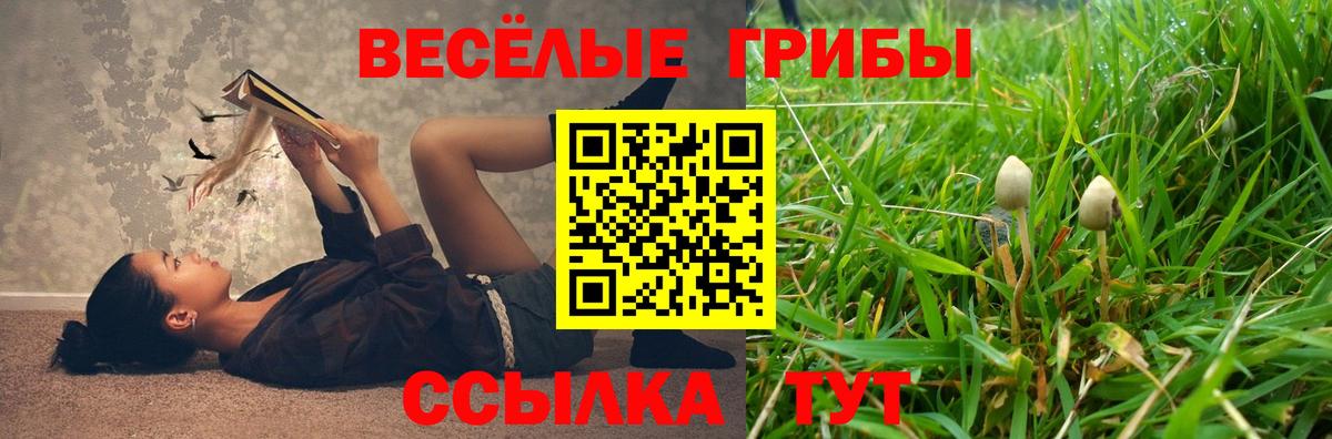Псилоцибиновые грибы Psilocybine cubensis Дербент
